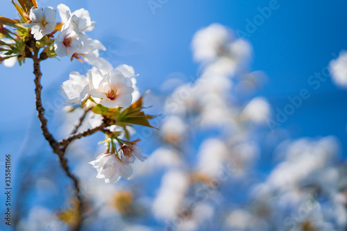 桜と青空 © deni_cobayoshi