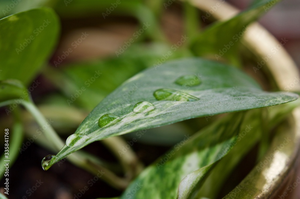 Water drops on a leaf of a plant in macro view Water drops on a leaf of a plant in macro view