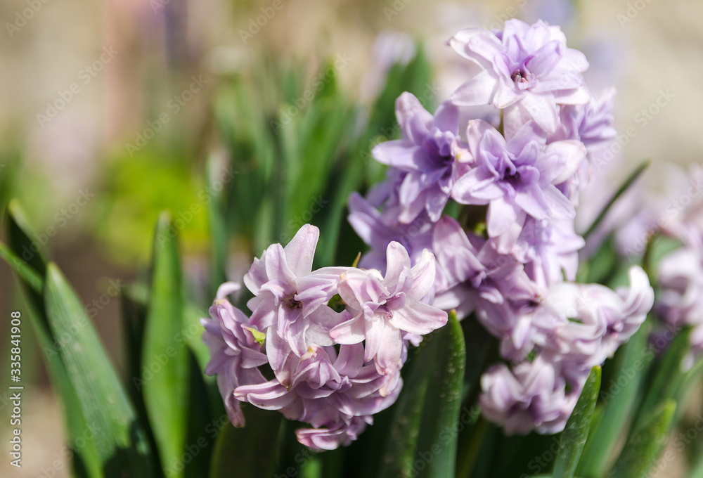 Obraz premium hyacinth flovers in garden
