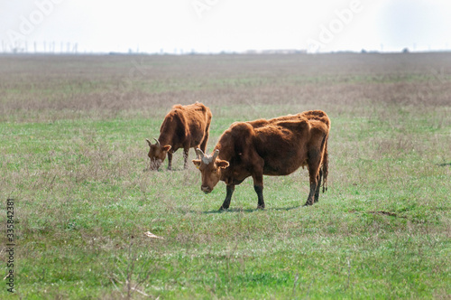 Cattle,colloquially cows,are the most common type of large domesticated ungulates. They are a prominent modern member of the subfamily Bovinae, are the most widespread species of the genus Bos taurus. © Юрий Бартенев
