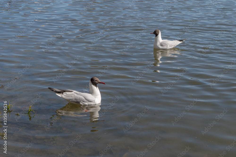 Obraz premium A gull with white body plumage, grey head and tail, and a pink beak sits on the calm, transparent surface of the pond water, while another gull of the same color sits diagonally on a sunny spring day