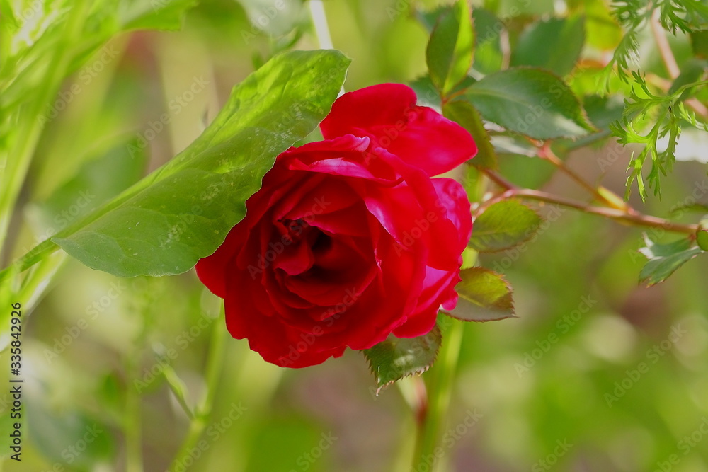 red rose flower in garden