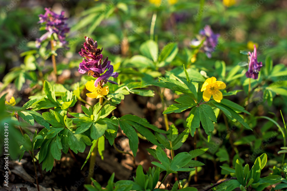 Beautiful upbeat inspirational landscape with flowers of greenery and yellow anemone in the forest (meditation, antidepressant, revival - concept)