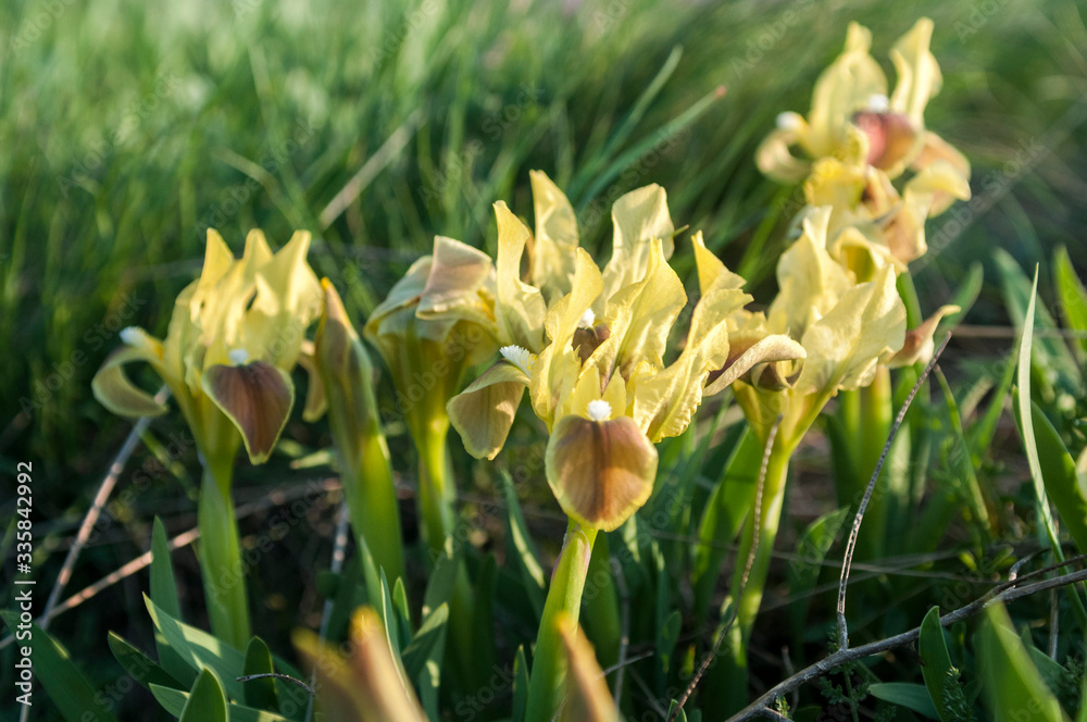 Wild yellow iris flower growing in nature, summer seasonal floral sunny background Wild yellow iris flower growing in nature, summer seasonal floral sunny background