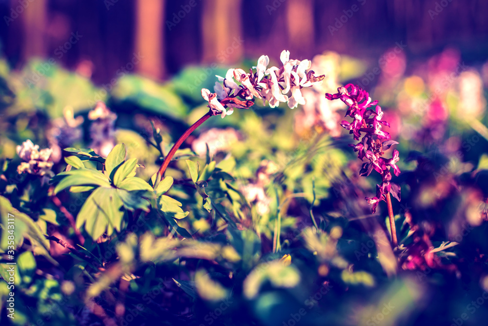 two flowers sprout in the forest. Vintage style. (courtship, couple, love, feelings, February 14 - concept)
