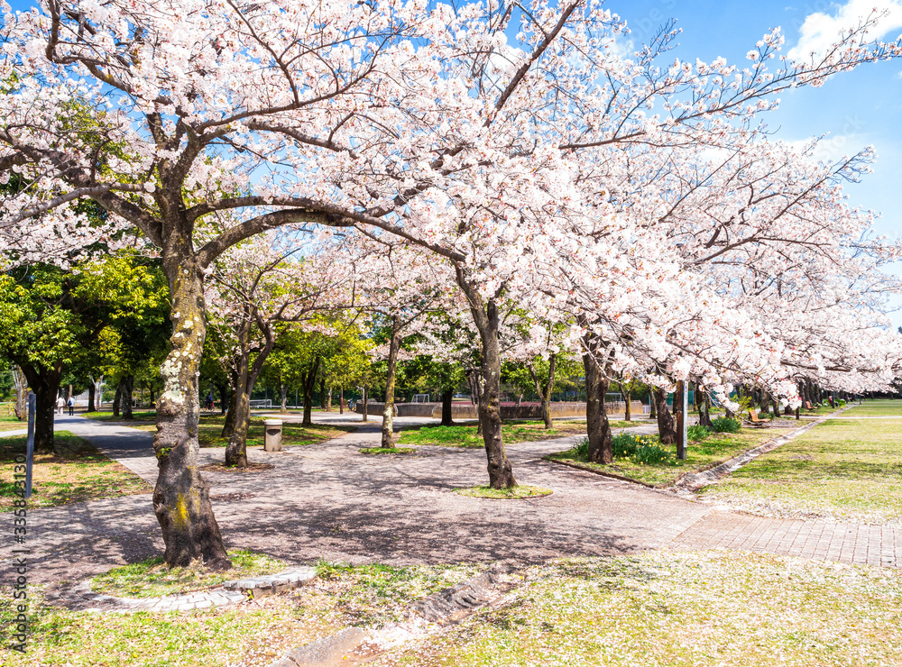 桜が咲く住宅地の公園