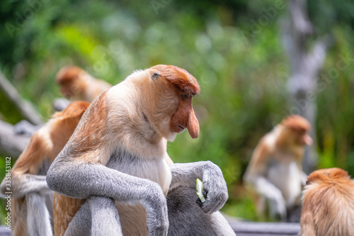Fototapeta Naklejka Na Ścianę i Meble -  Wild Proboscis monkey or Nasalis larvatus, in rainforest of Borneo, Malaysia