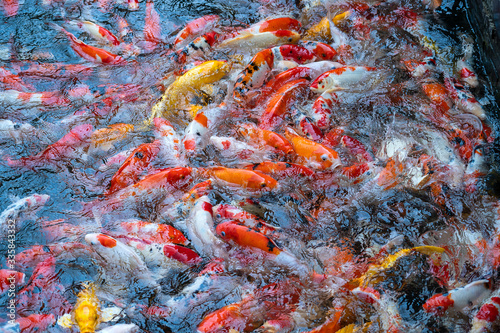A group of Koi or jinli or nishikigoi or brocaded carp - the colored varieties of the Amur carp or Cyprinus rubrofuscus, that are kept in outdoor koi ponds or water gardens in Danang, Vietnam