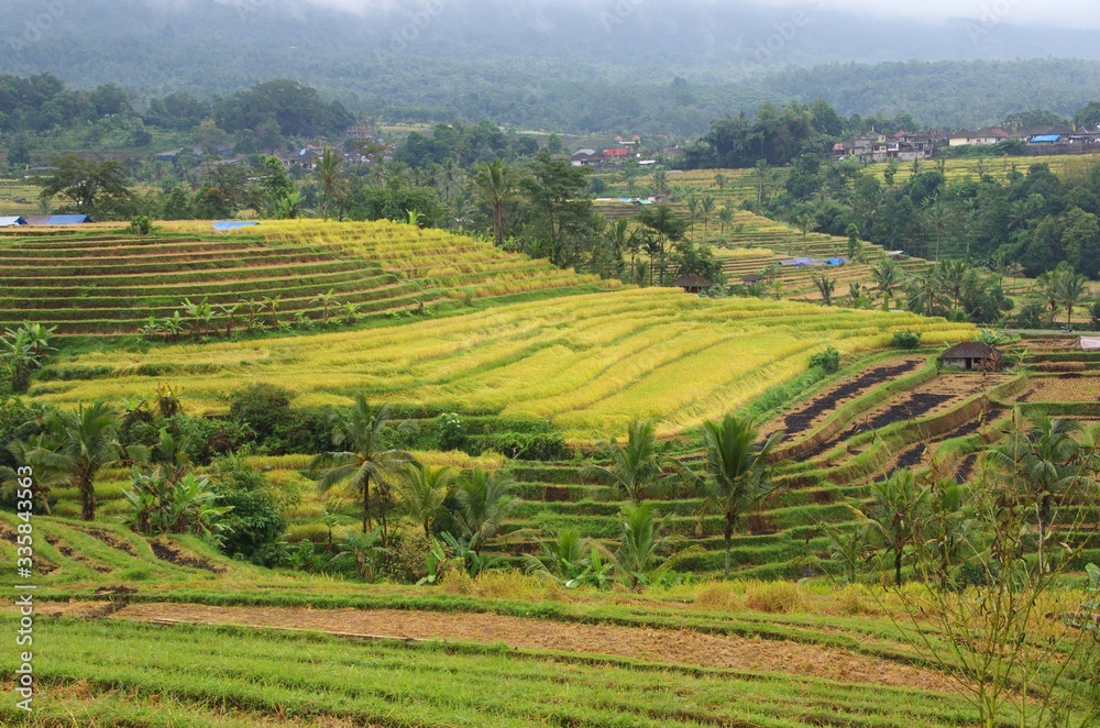 Jatiluwih rice fields on the Bali island in Indonesia, South East Asia
