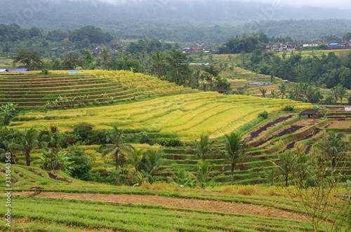 Jatiluwih rice fields on the Bali island in Indonesia, South East Asia