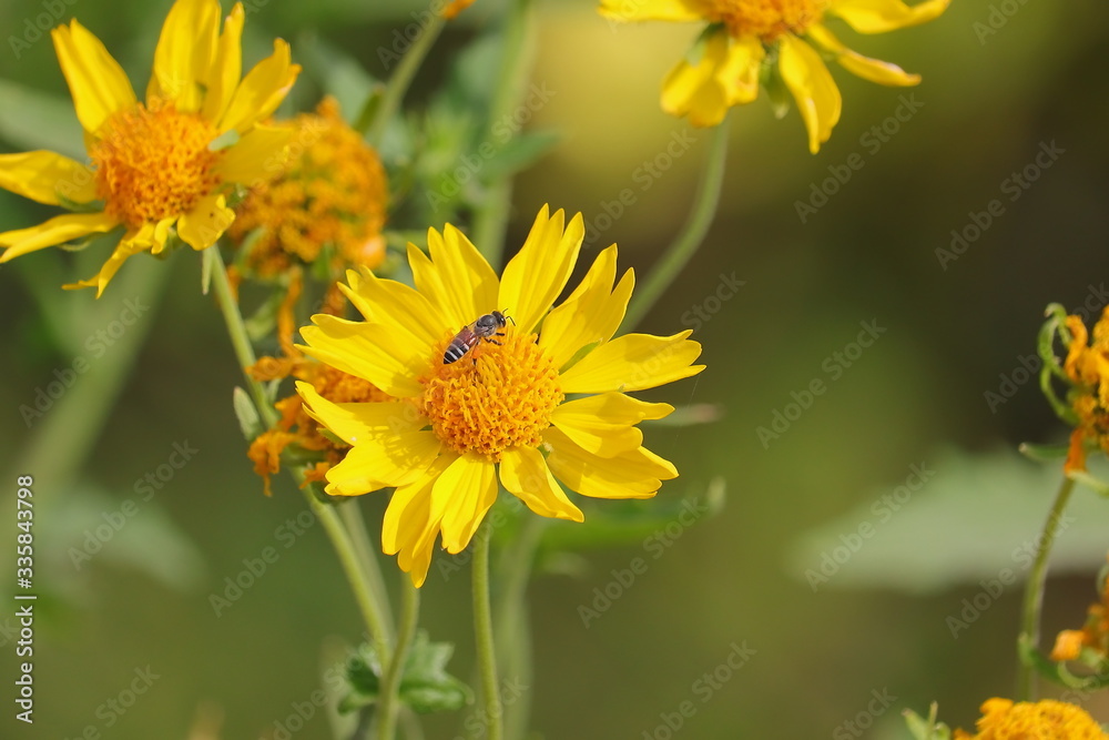 wild honey bee on yellow flower wild honey bee on yellow flower