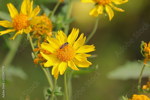 wild honey bee on yellow flower