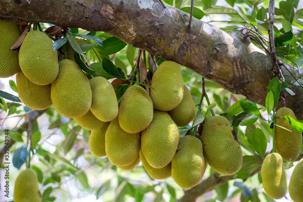 Raw green jackfruit on tree in Vietnam. Tropical fruit, closeup