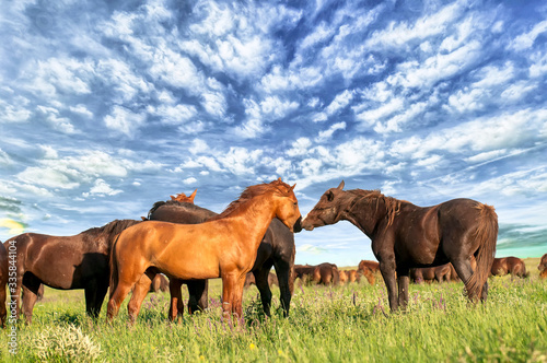 A herd of wild horses shown on Water island in atmospheric Rostov state reserve