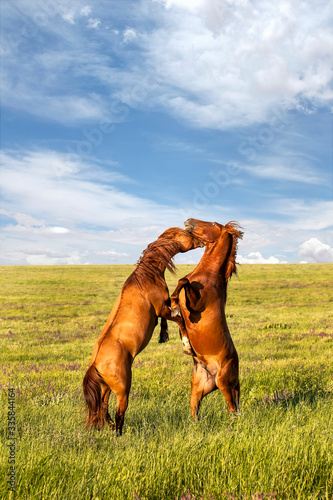 Fighting wild stallions on summer meadow