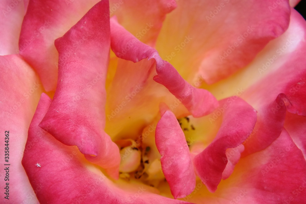 macro image of the center of a yellow pink rose with stamens
