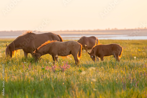 Wild horses grazing on summer meadow at sunset photo