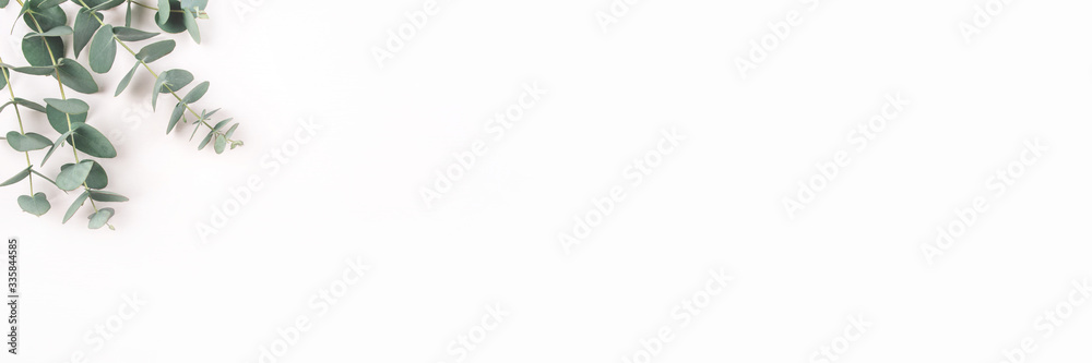 Green eucalyptus branches on a white background. Flat lay, top view. Green eucalyptus branches on a white background. Flat lay, top view.