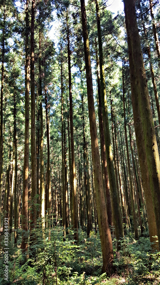 Fototapeta premium Landscape with forest and trees