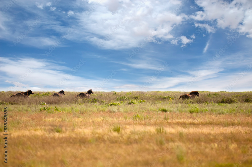 Herd of wild horses with a long mane running galloping over the steppe flowers on the island Herd of wild horses with a long mane running galloping over the steppe flowers on the island