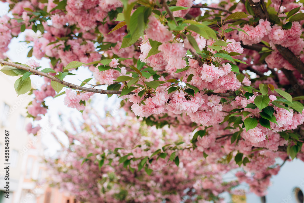 Branches of blossoming sakura. Botanical garden concept. Tender bloom. Aroma and fragrance. Spring season. Branches of blossoming sakura. Botanical garden concept. Tender bloom. Aroma and fragrance. Spring season.