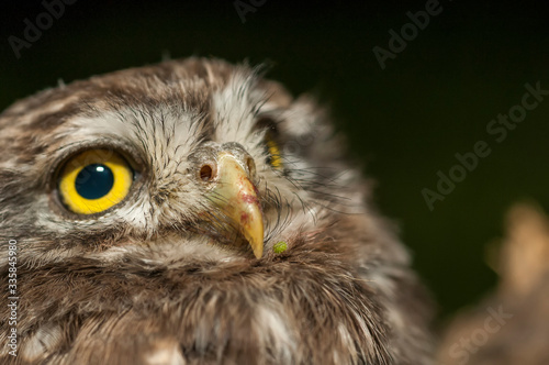 portrait of cute little owl with bokeh photo