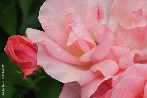 Fototapeta Naklejka Na Ścianę i Meble -   macro photo of soft pink roses and buds on a background of dark green foliage