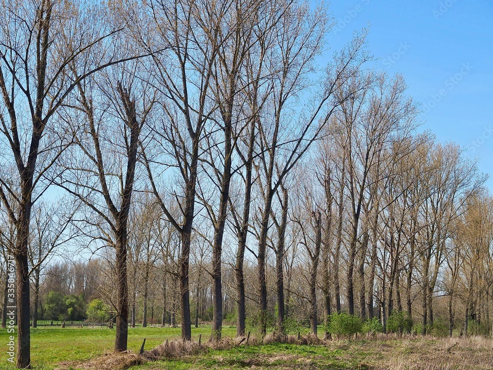 Beautiful trees of Grevenbroich Wevelinghoven in Germany with Erft river Beautiful trees of Grevenbroich Wevelinghoven in Germany with Erft river