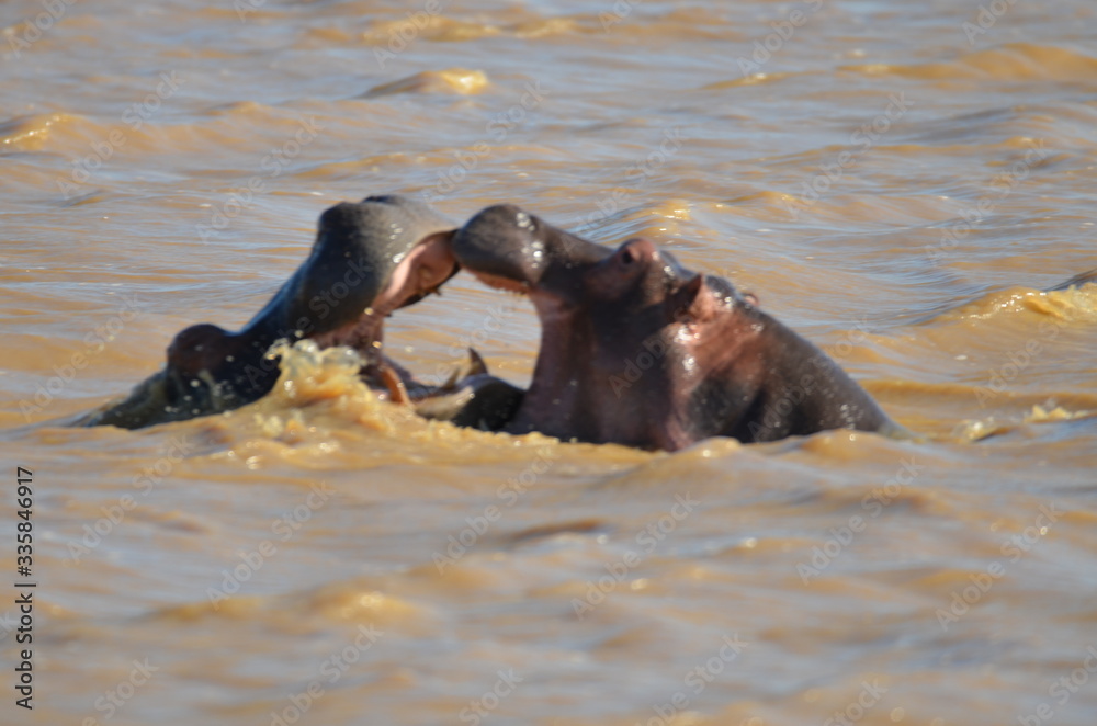 Fototapeta premium wild hippopotamus fighting in water
