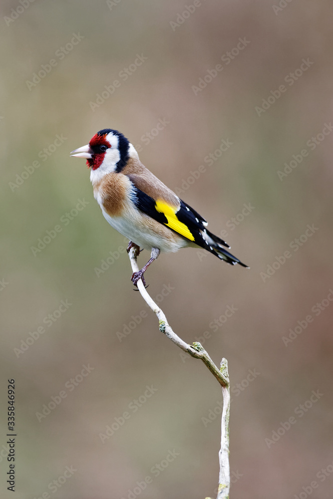 Obraz premium le chardonneret élégant