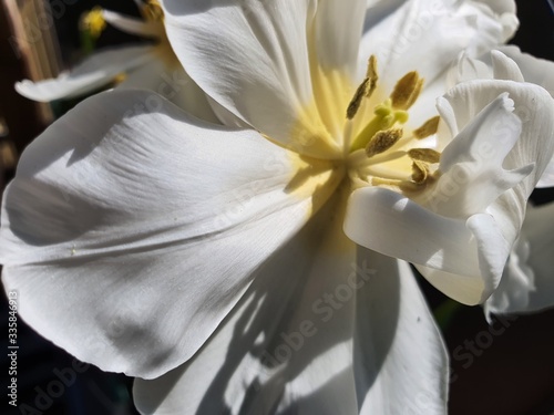 Kwiat Tulipan Blume Flower 