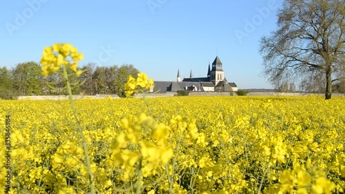 Champ de colza avec Abbaye de Fontevraud en fond flouté photo