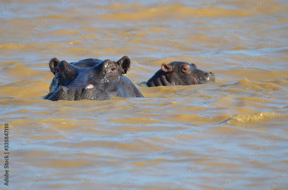 Fototapeta premium wild mother and baby hippopotamus in water