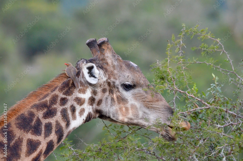 Obraz premium wild giraffe eating leaves