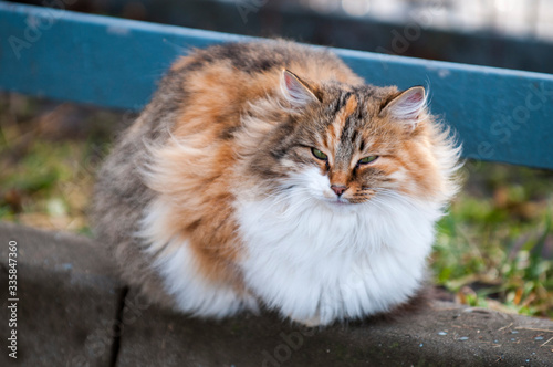 Tricolor cat sitting on the curb. photo