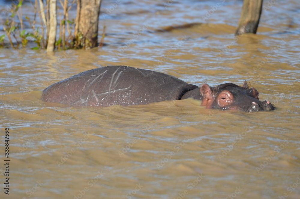 Fototapeta premium hippopotamus in water