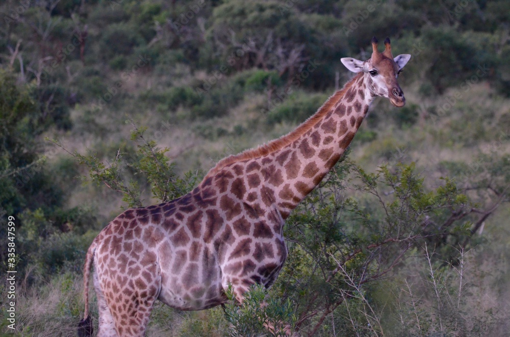 Obraz premium wild giraffe in the savannah