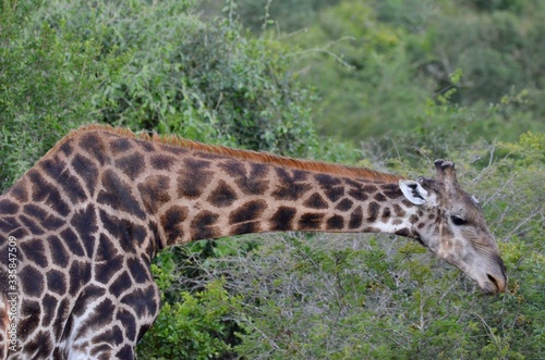 wild giraffe in the savannah