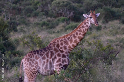 wild giraffe in the savannah