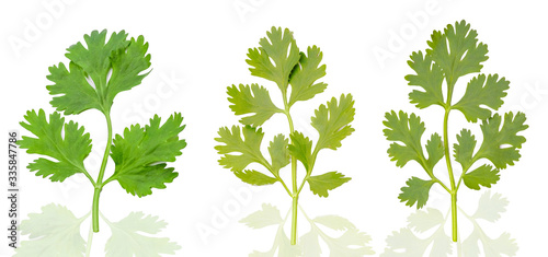 Green fresh coriander leaves close-up, Flat lay (Top view) Vegetable concert, Corianders leaves isolated on white background - Clipping Path.