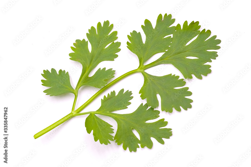 Green fresh coriander leaves close-up, Flat lay (Top view) Vegetable concert, Corianders leaves isolated on white background - Clipping Path. Green fresh coriander leaves close-up, Flat lay (Top view) Vegetable concert, Corianders leaves isolated on white background - Clipping Path.