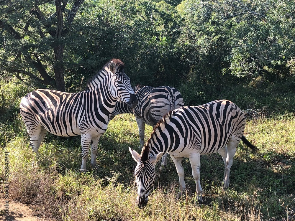 Obraz premium zebra in the wild