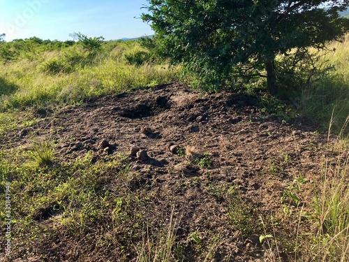 Rhino dung midden 