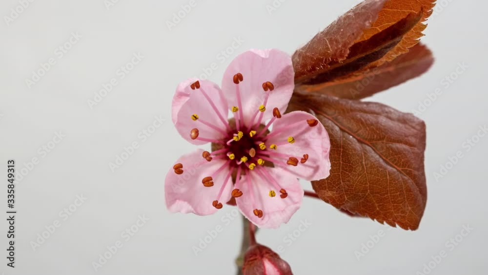 Macro time lapse cherry plum (Prunus cerasifera) sacura tree flowers opening on white background close-up