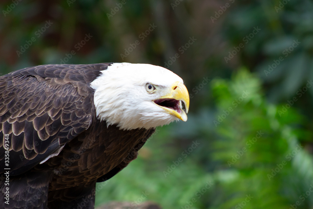 eagle screeching open mouthed eagle screeching open mouthed