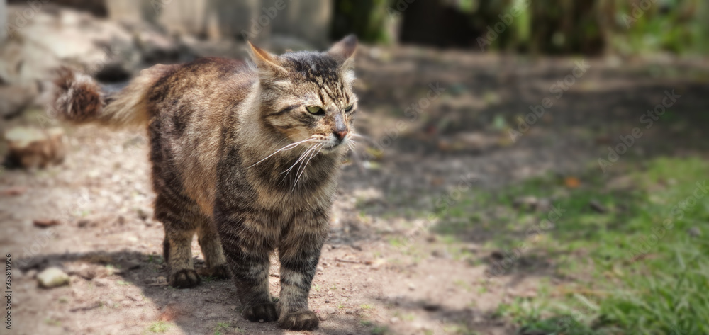 Maine coon Maine coon