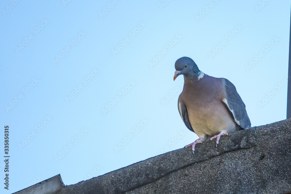 Obraz premium Ringeltaube