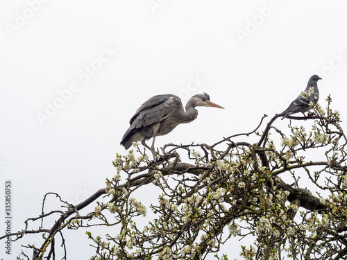 Grey heron with pigeon, both sat in tree with spring blossom. White sky background. Springtime, UK.