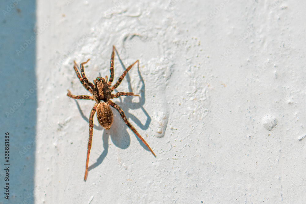 small brown hairy spider lurks on a white wall for prey small brown hairy spider lurks on a white wall for prey