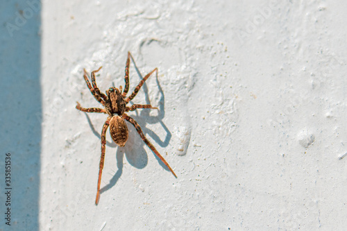  small brown hairy spider lurks on a white wall for prey